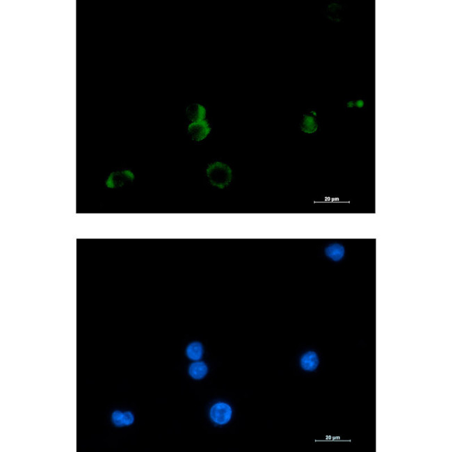 PTGDS Antibody in Immunocytochemistry (ICC/IF)