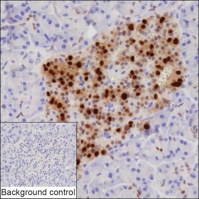 Nkx6.1 Antibody in Immunohistochemistry (Paraffin) (IHC (P))