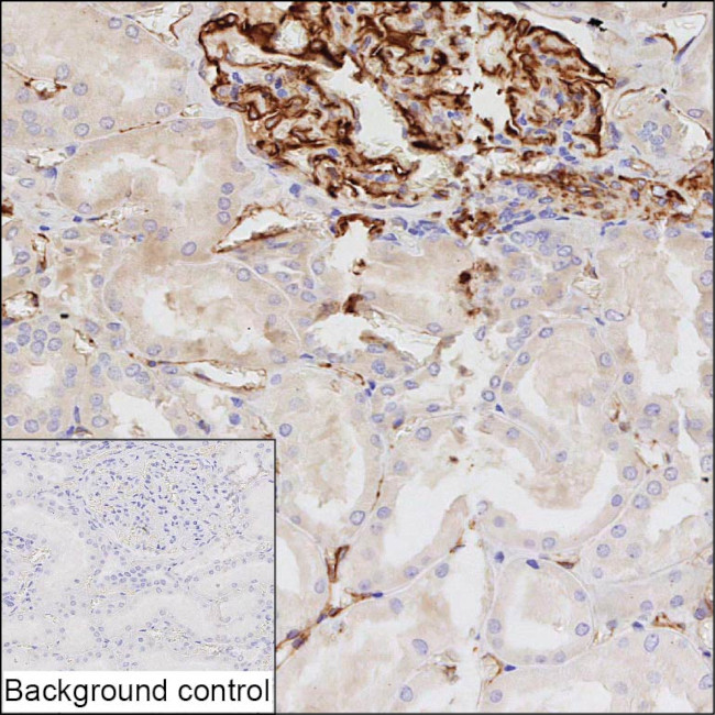 Nestin Antibody in Immunohistochemistry (Paraffin) (IHC (P))