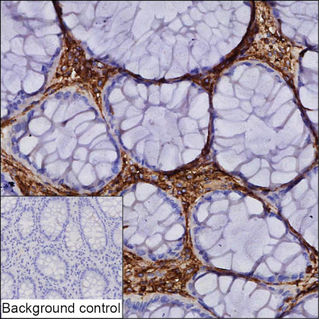 Annexin A6 Antibody in Immunohistochemistry (Paraffin) (IHC (P))