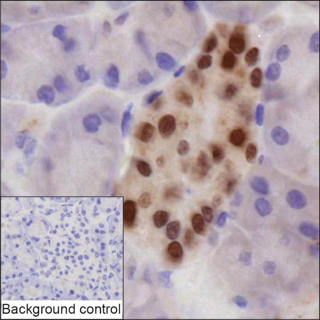 Nkx2.2 Antibody in Immunohistochemistry (Paraffin) (IHC (P))