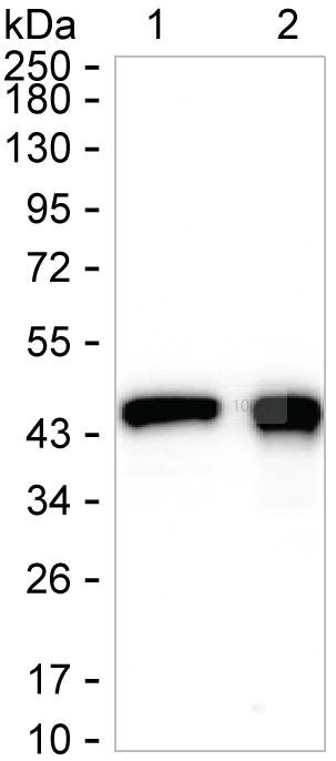 Glutamine Synthetase Antibody in Western Blot (WB)