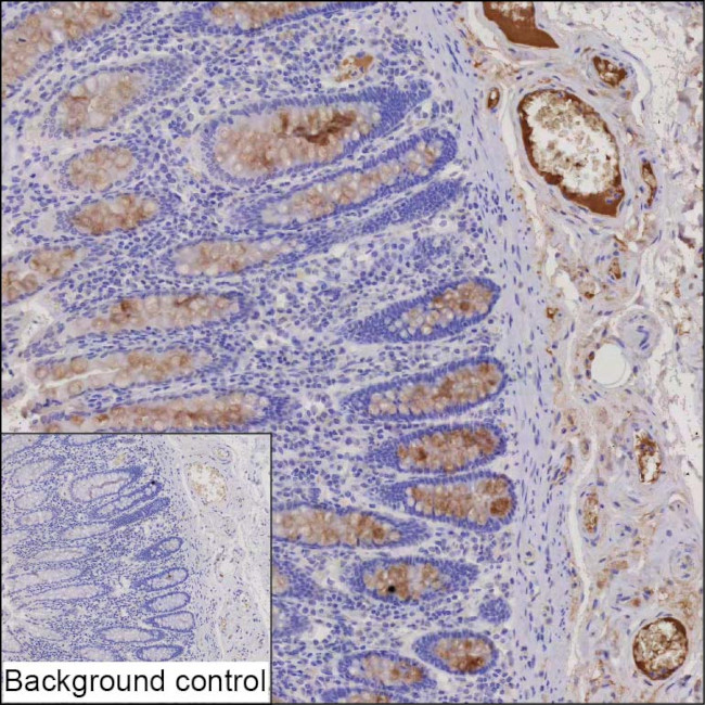 TFF3 Antibody in Immunohistochemistry (Paraffin) (IHC (P))