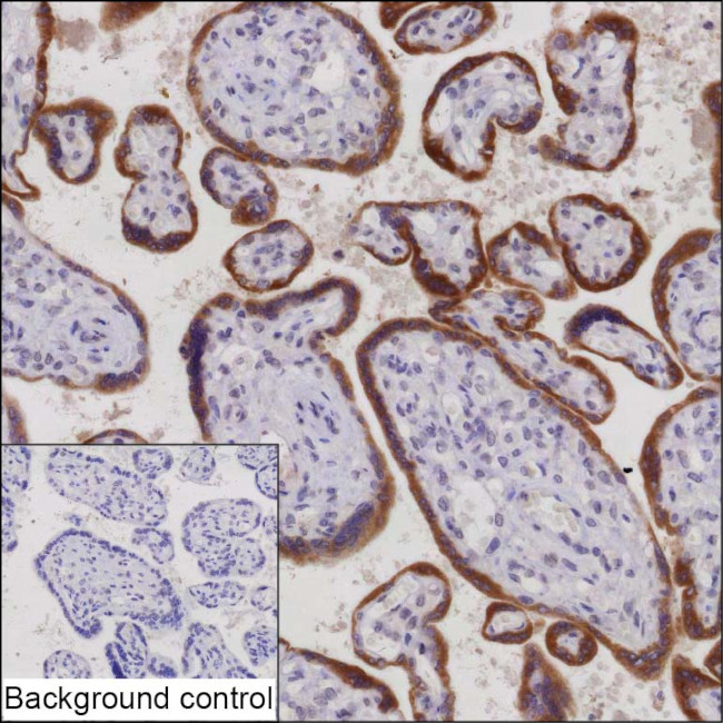 CGA Antibody in Immunohistochemistry (Paraffin) (IHC (P))