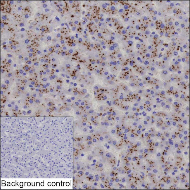 Complement C6 Antibody in Immunohistochemistry (Paraffin) (IHC (P))