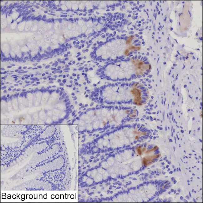 Lysozyme Antibody in Immunohistochemistry (Paraffin) (IHC (P))