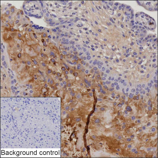 LAIR2 Antibody in Immunohistochemistry (Paraffin) (IHC (P))