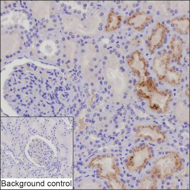 IGFBP6 Antibody in Immunohistochemistry (Paraffin) (IHC (P))