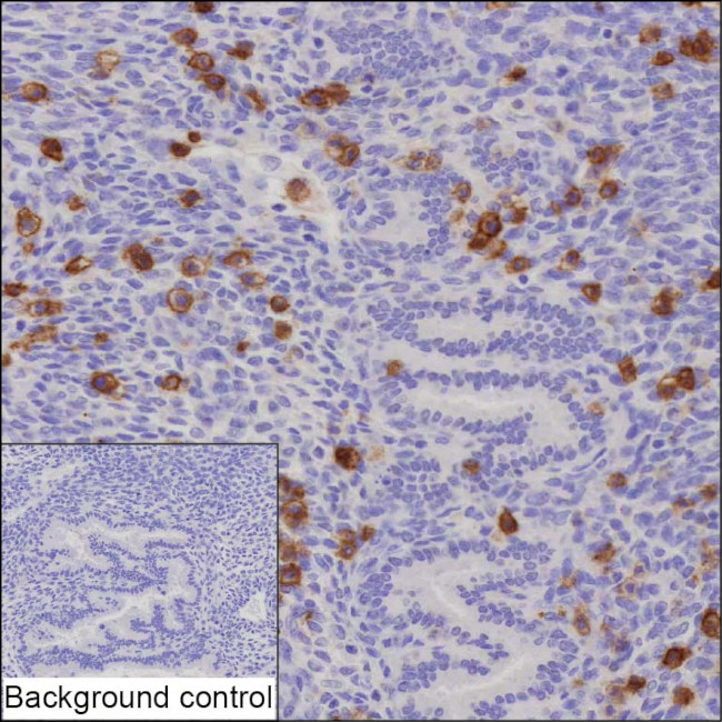 KIR2DL1 Antibody in Immunohistochemistry (Paraffin) (IHC (P))