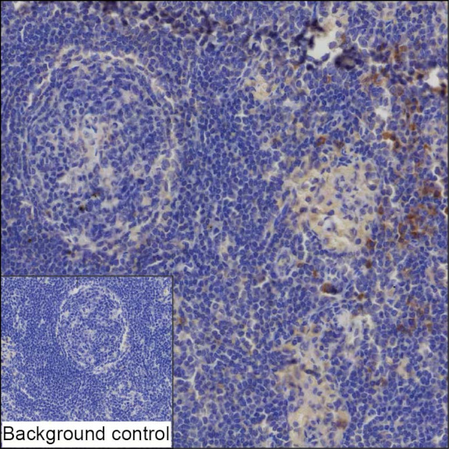 CD1d Antibody in Immunohistochemistry (Paraffin) (IHC (P))