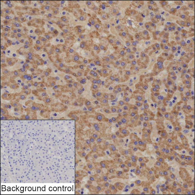 NTF4 Antibody in Immunohistochemistry (Paraffin) (IHC (P))