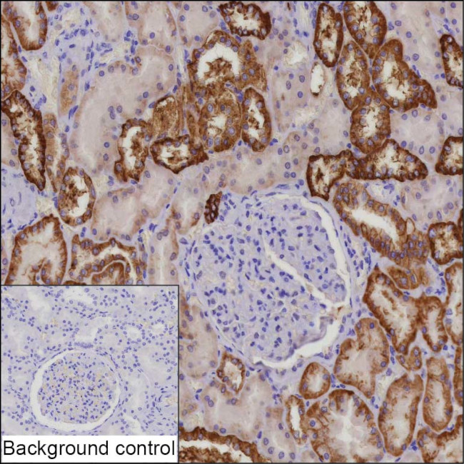 CDH16 Antibody in Immunohistochemistry (Paraffin) (IHC (P))
