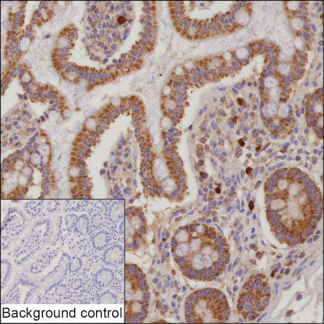 IL-17F Antibody in Immunohistochemistry (Paraffin) (IHC (P))
