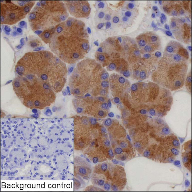 LACRT Antibody in Immunohistochemistry (Paraffin) (IHC (P))