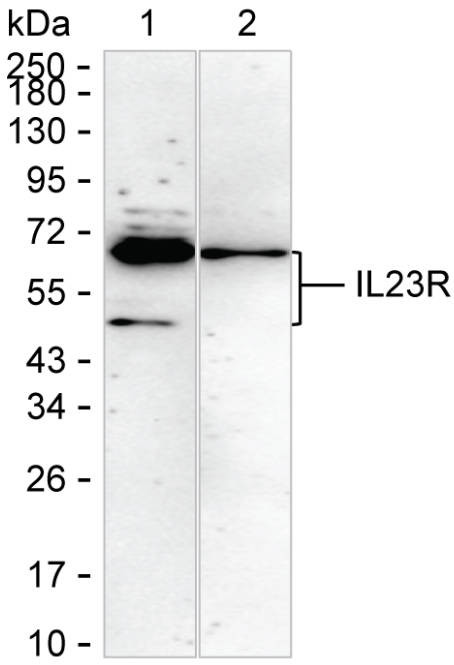 IL23R Antibody in Western Blot (WB)