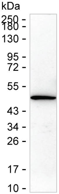 DLK1 Antibody in Western Blot (WB)