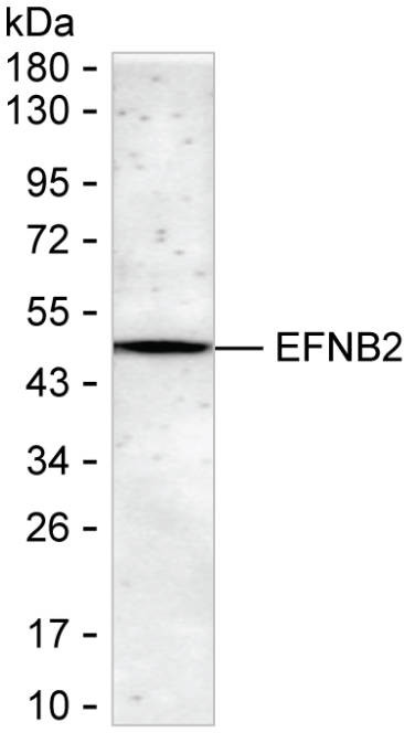 Ephrin B2 Antibody in Western Blot (WB)