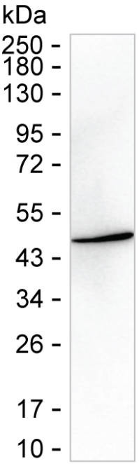 PILRA Antibody in Western Blot (WB)