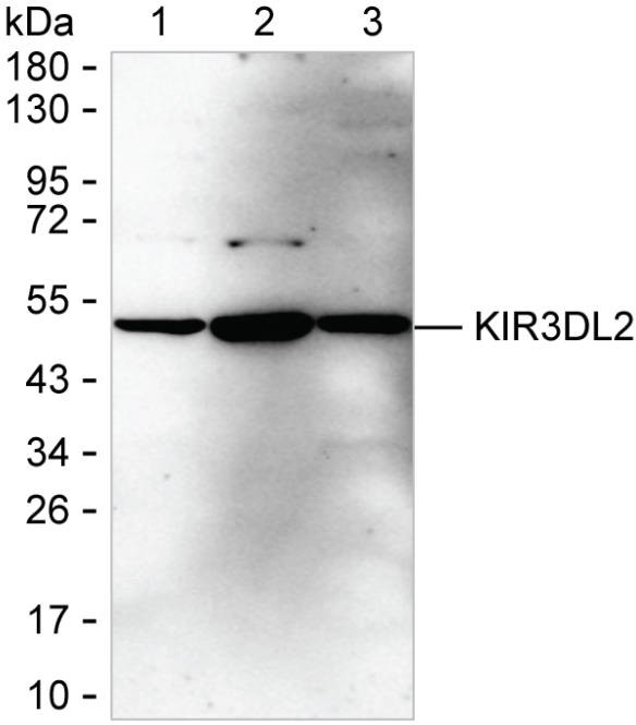KIR3DL2 Antibody in Western Blot (WB)