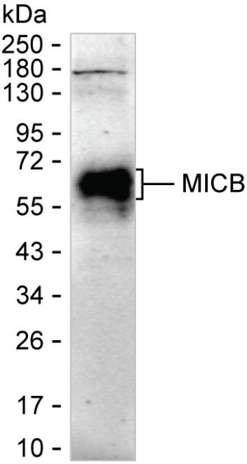 MICB Antibody in Western Blot (WB)