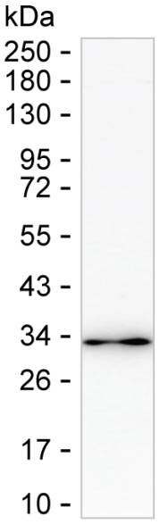 Ephrin B1 Antibody in Western Blot (WB)