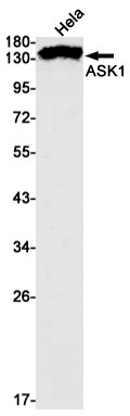 ASK1 Antibody in Western Blot (WB)
