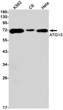 ATG13 Antibody in Western Blot (WB)