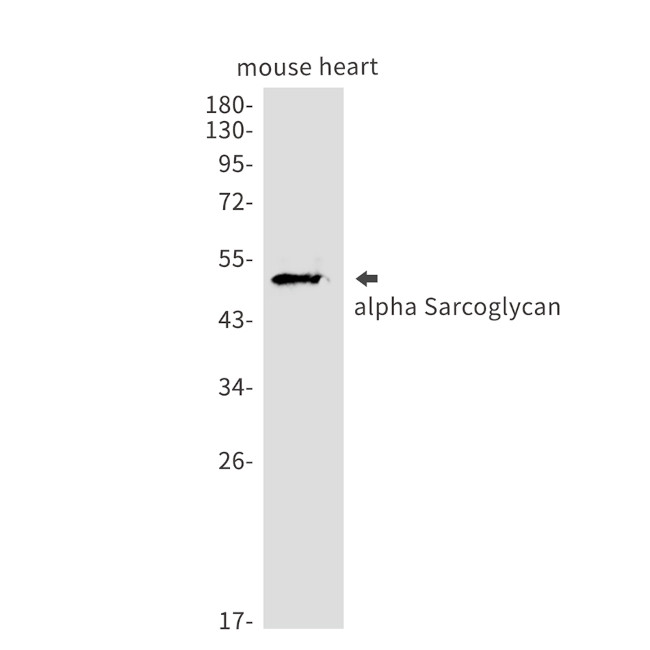 Alpha Sarcoglycan Antibody in Western Blot (WB)