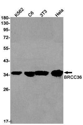 BRCC3 Antibody in Western Blot (WB)