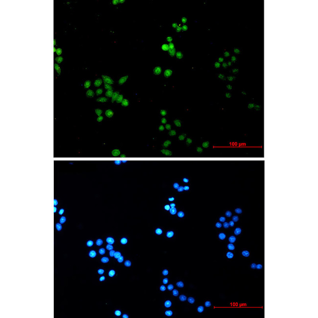 COPS8 Antibody in Immunocytochemistry (ICC/IF)