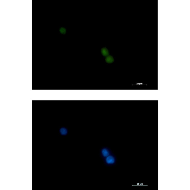 POLD1 Antibody in Immunocytochemistry (ICC/IF)