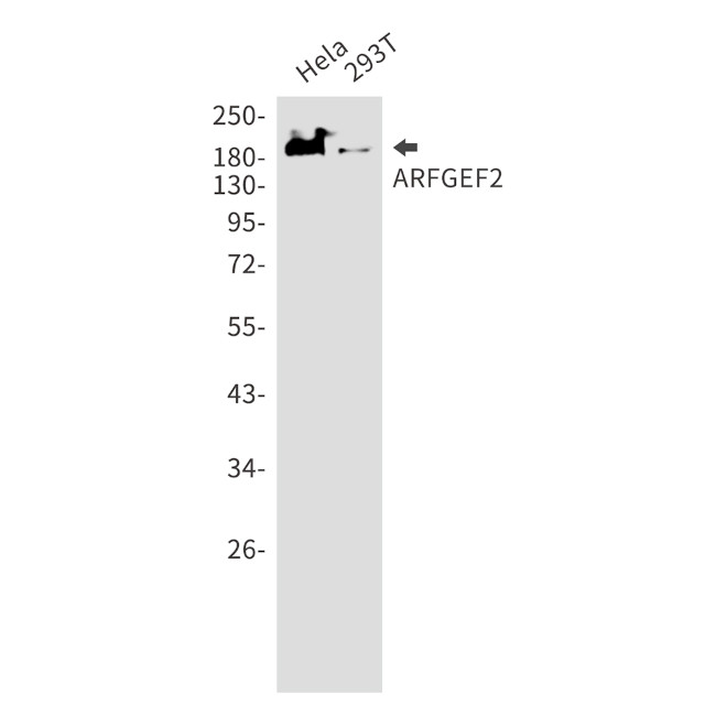 ARFGEF2 Antibody in Western Blot (WB)