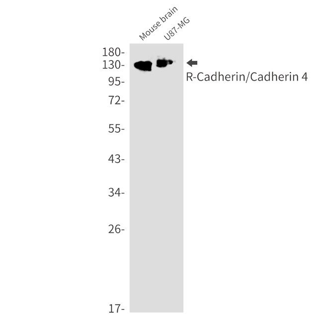CDH4 Antibody in Western Blot (WB)