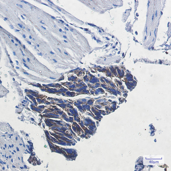ATP1B1 Antibody in Immunohistochemistry (Paraffin) (IHC (P))