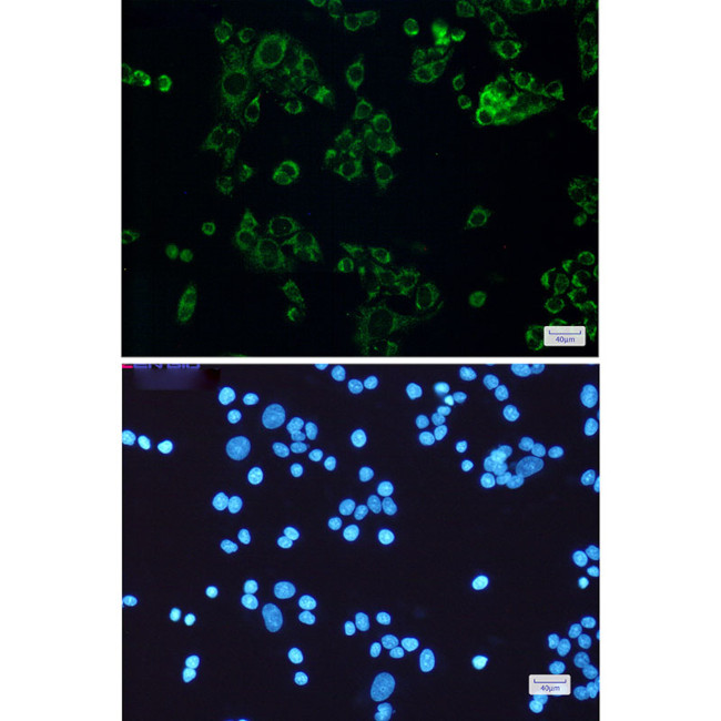STOML2 Antibody in Immunocytochemistry (ICC/IF)