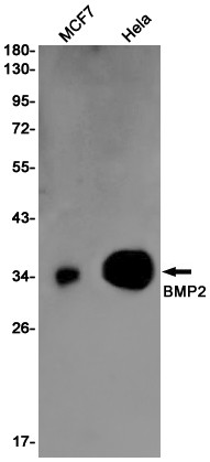 BMP-2 Antibody in Western Blot (WB)