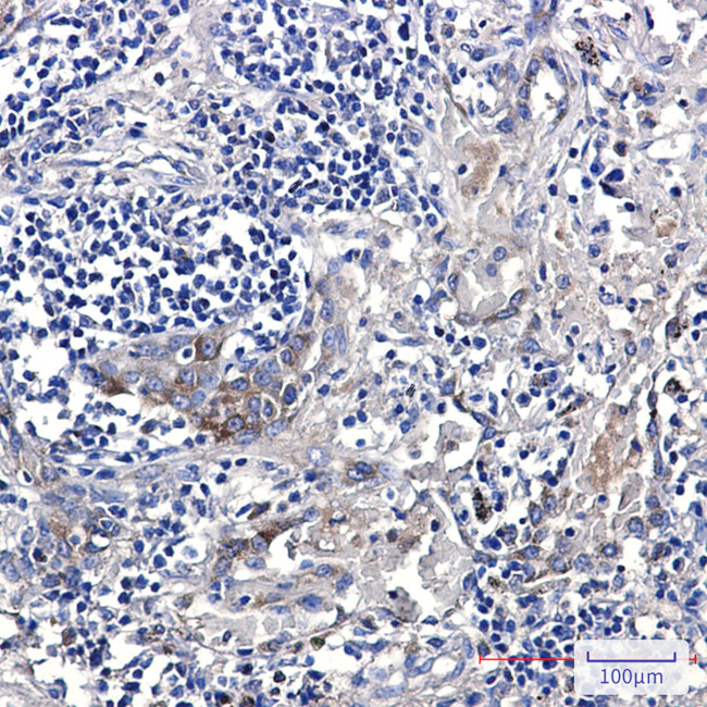 ARTS1 Antibody in Immunohistochemistry (Paraffin) (IHC (P))