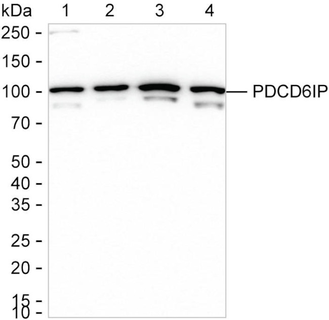 Alix Antibody in Western Blot (WB)
