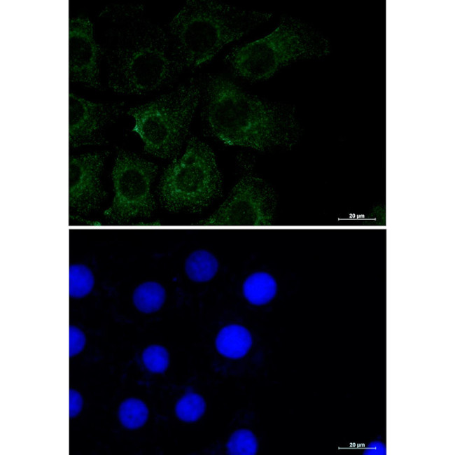 Caveolin 2 Antibody in Immunocytochemistry (ICC/IF)