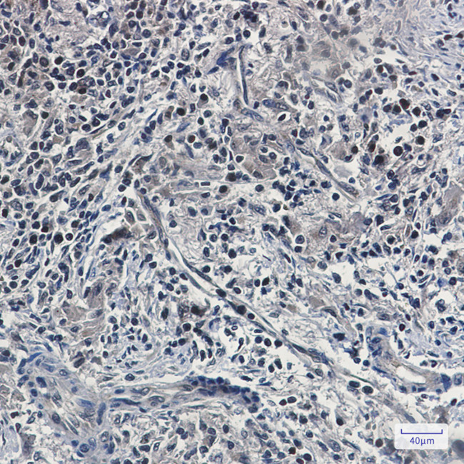 UFM1 Antibody in Immunohistochemistry (Paraffin) (IHC (P))