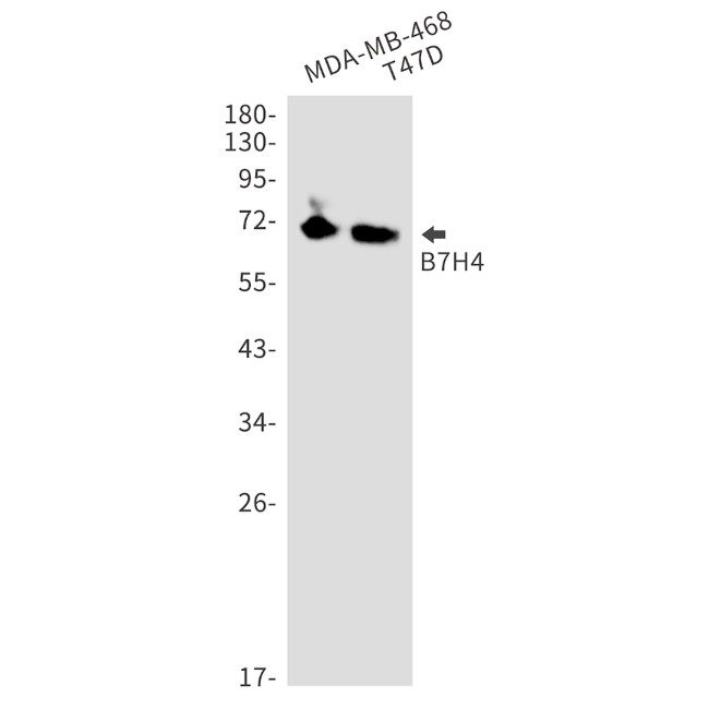 B7-H4 Antibody in Western Blot (WB)