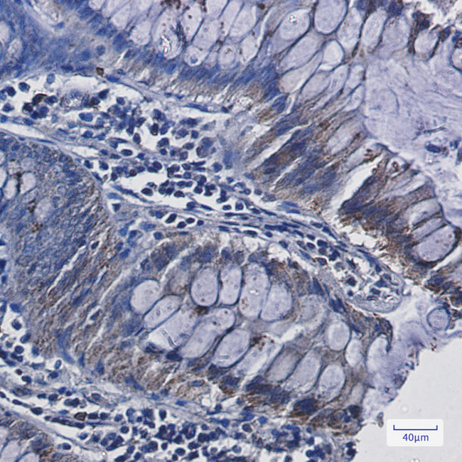 FDX1 Antibody in Immunohistochemistry (Paraffin) (IHC (P))