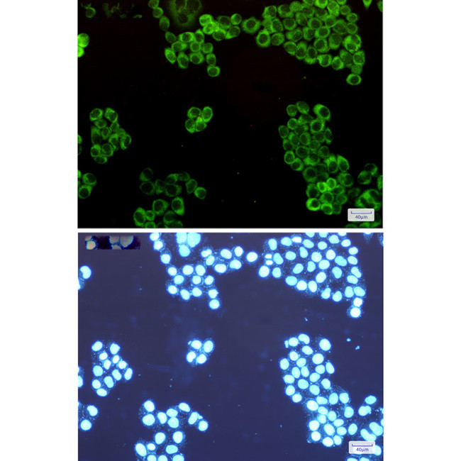 WARS Antibody in Immunocytochemistry (ICC/IF)