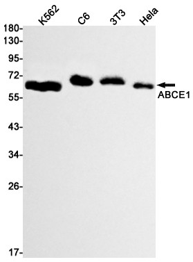 ABCE1 Antibody in Western Blot (WB)