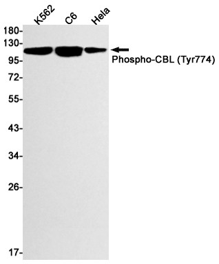 Phospho-c-Cbl (Tyr774) Antibody in Western Blot (WB)