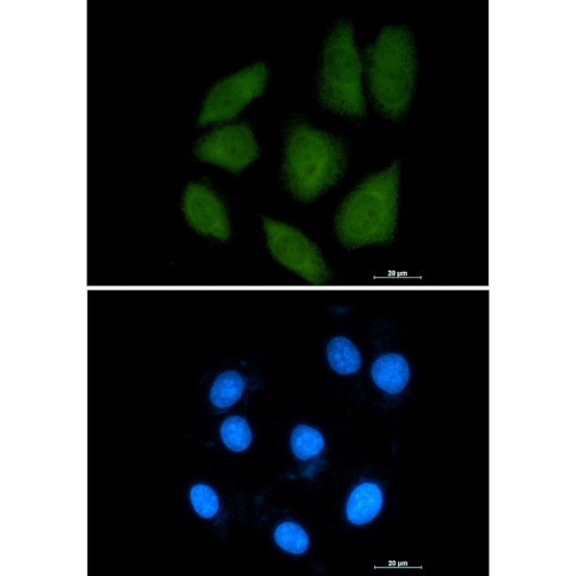 Importin 9 Antibody in Immunocytochemistry (ICC/IF)