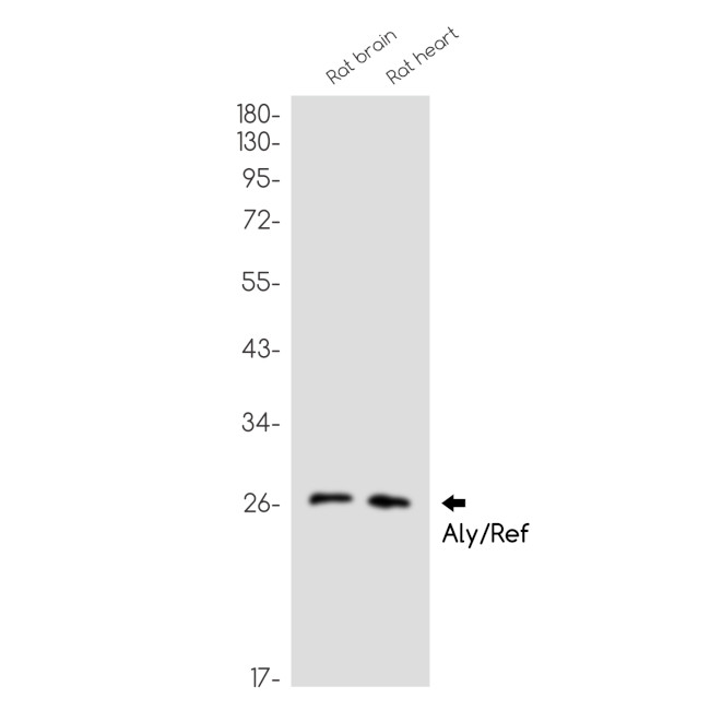 ALY Antibody in Western Blot (WB)