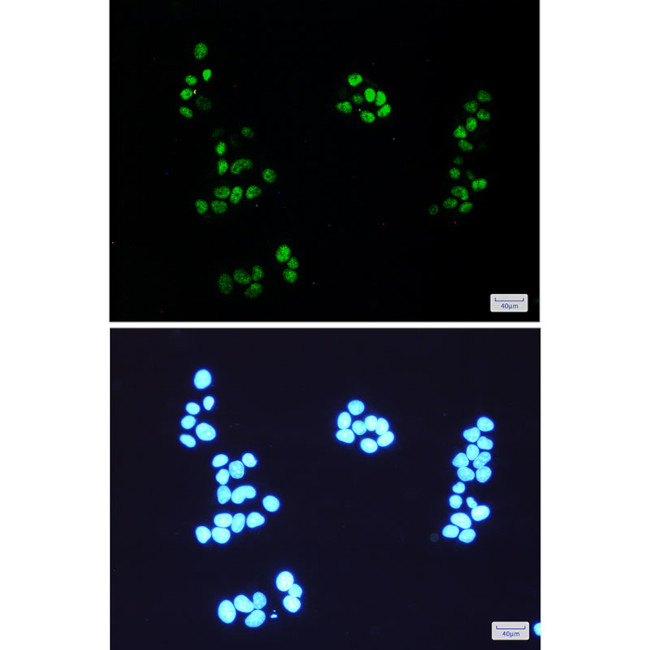 NEDD8 Antibody in Immunocytochemistry (ICC/IF)