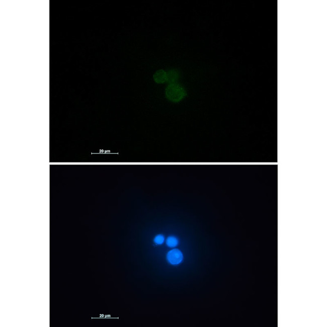 MATR3 Antibody in Immunocytochemistry (ICC/IF)