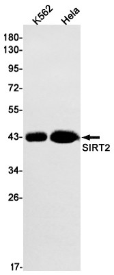SIRT2 Antibody in Western Blot (WB)